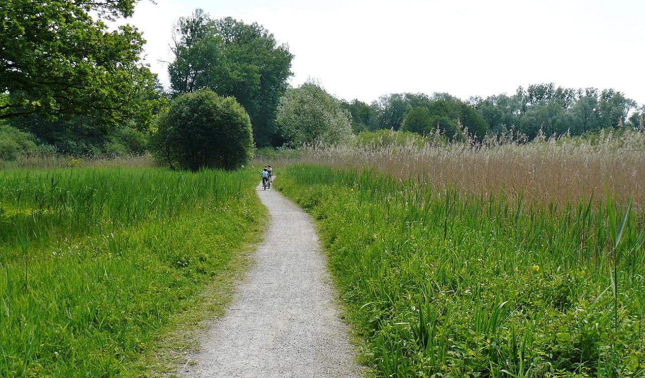 Eriskircher Ried: Schilf, Vögel und Oberschwabens Fenster zum See