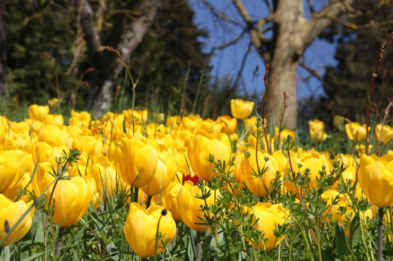 Zwischen Schmetterlingen, Tulpen und Palmen: Die Blumeninsel Mainau