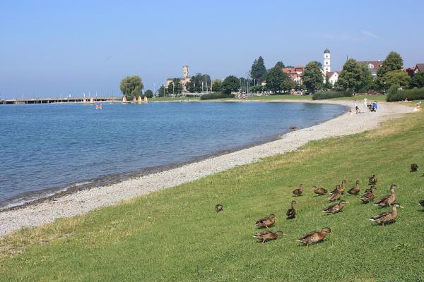 Strandleben am Nordufer: Schwimmspaß und Alpenpanorama in Langenargen