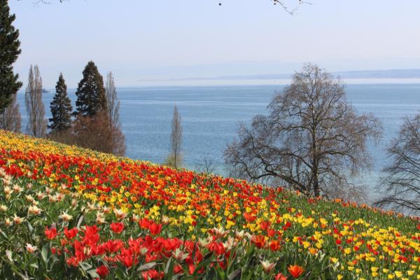 Das Frühlingserwachen am Bodensee: Von Apfelblüte bis Zugvögel