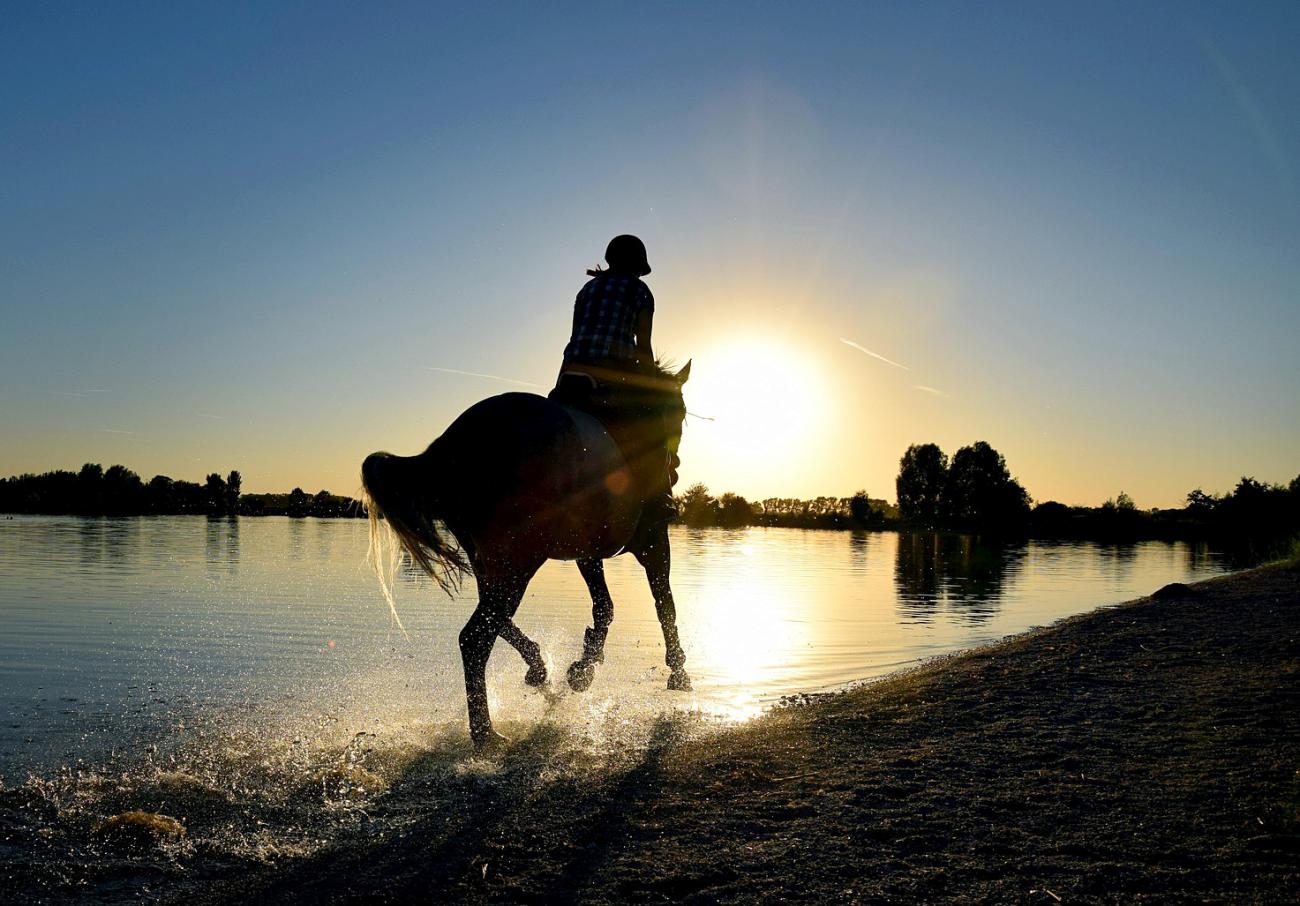 Reiten am Seeufer: Ausritte und Reiterhöfe rund um den Bodensee