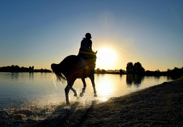 Reiten am Seeufer: Ausritte und Reiterhöfe rund um den Bodensee