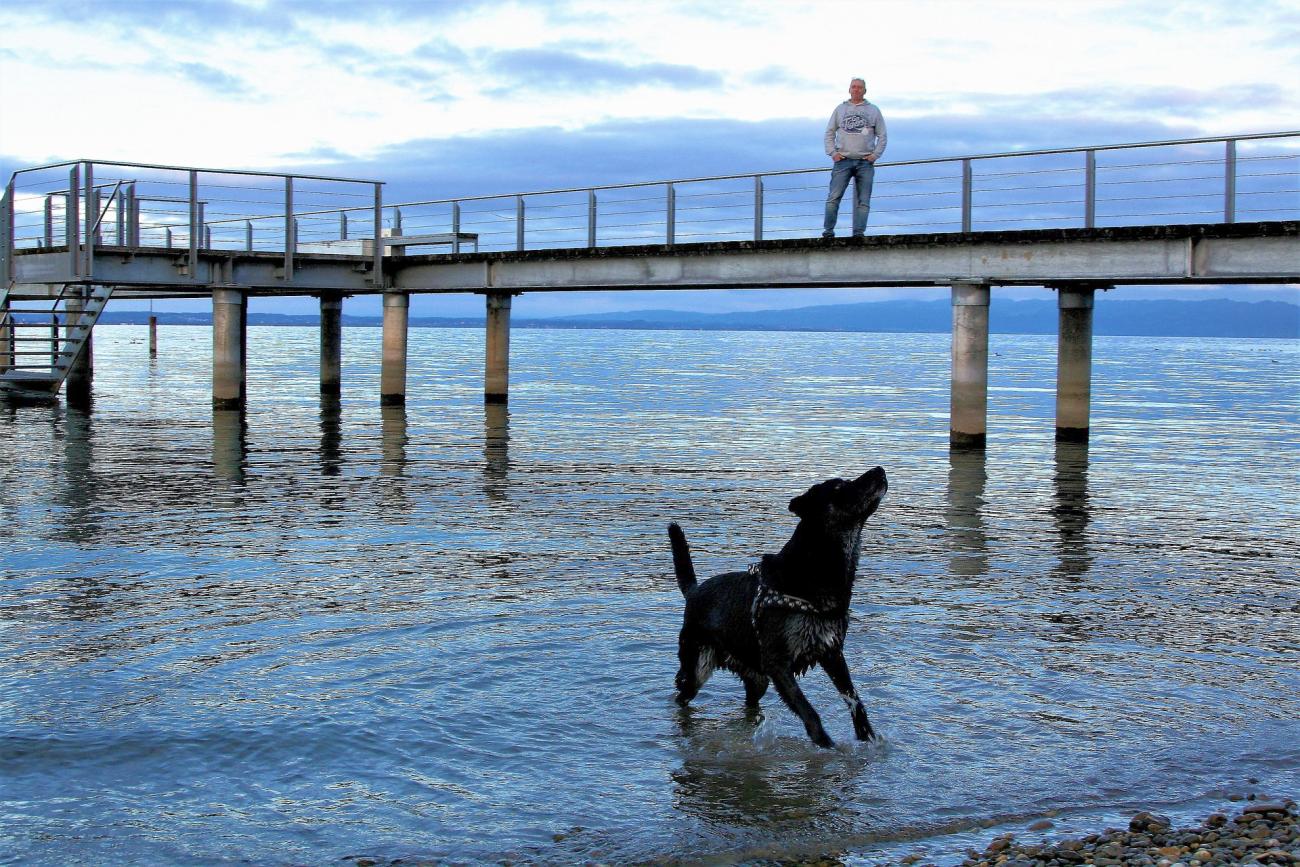 Bodensee für Fellnasen: Praktische Infos für den Urlaub mit Hund