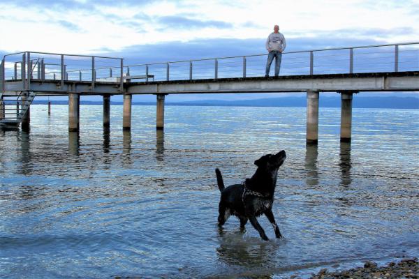Bodensee für Fellnasen: Praktische Infos für den Urlaub mit Hund