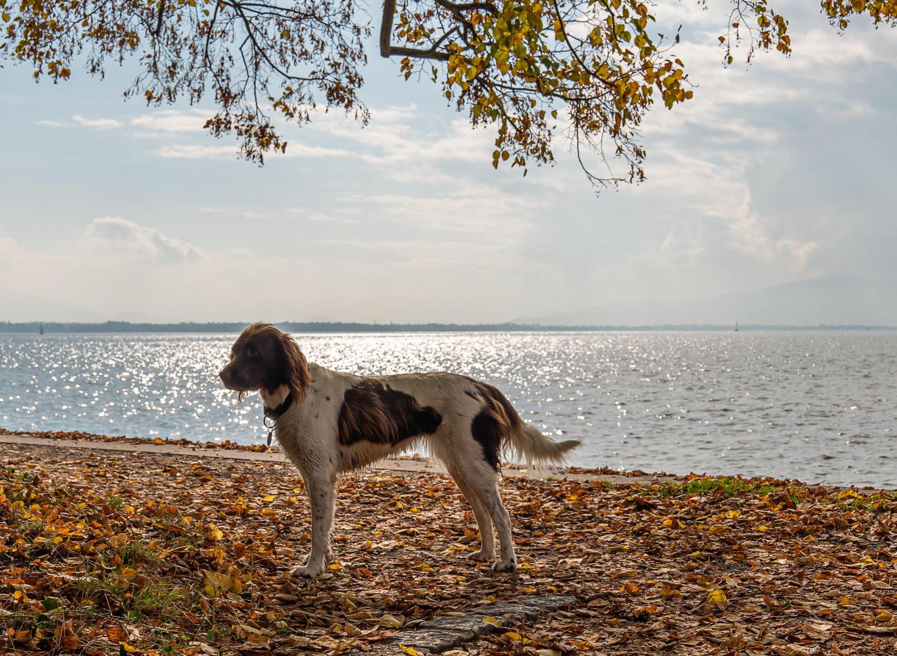 Bodensee für Fellnasen: Praktische Infos für den Urlaub mit Hund