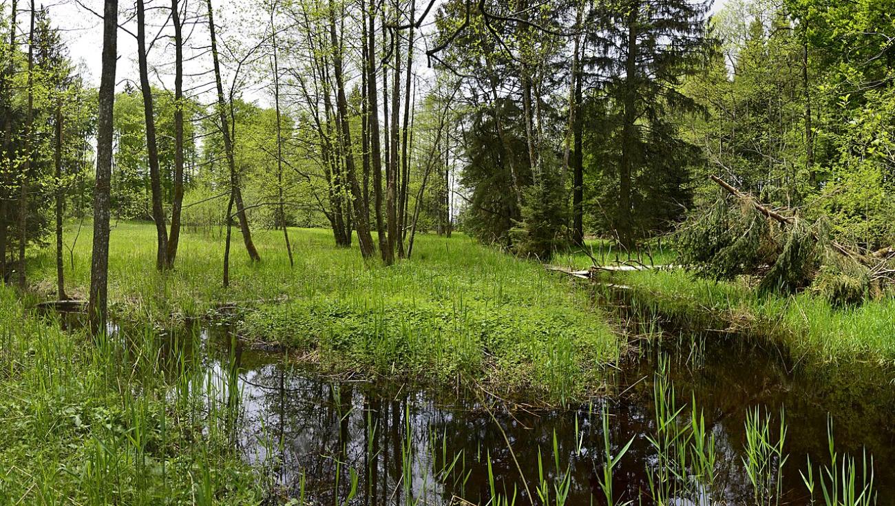 Altdorfer Wald: Wo Mönche Kanäle gruben und eine Räuberbande  ihr Unwesen trieb