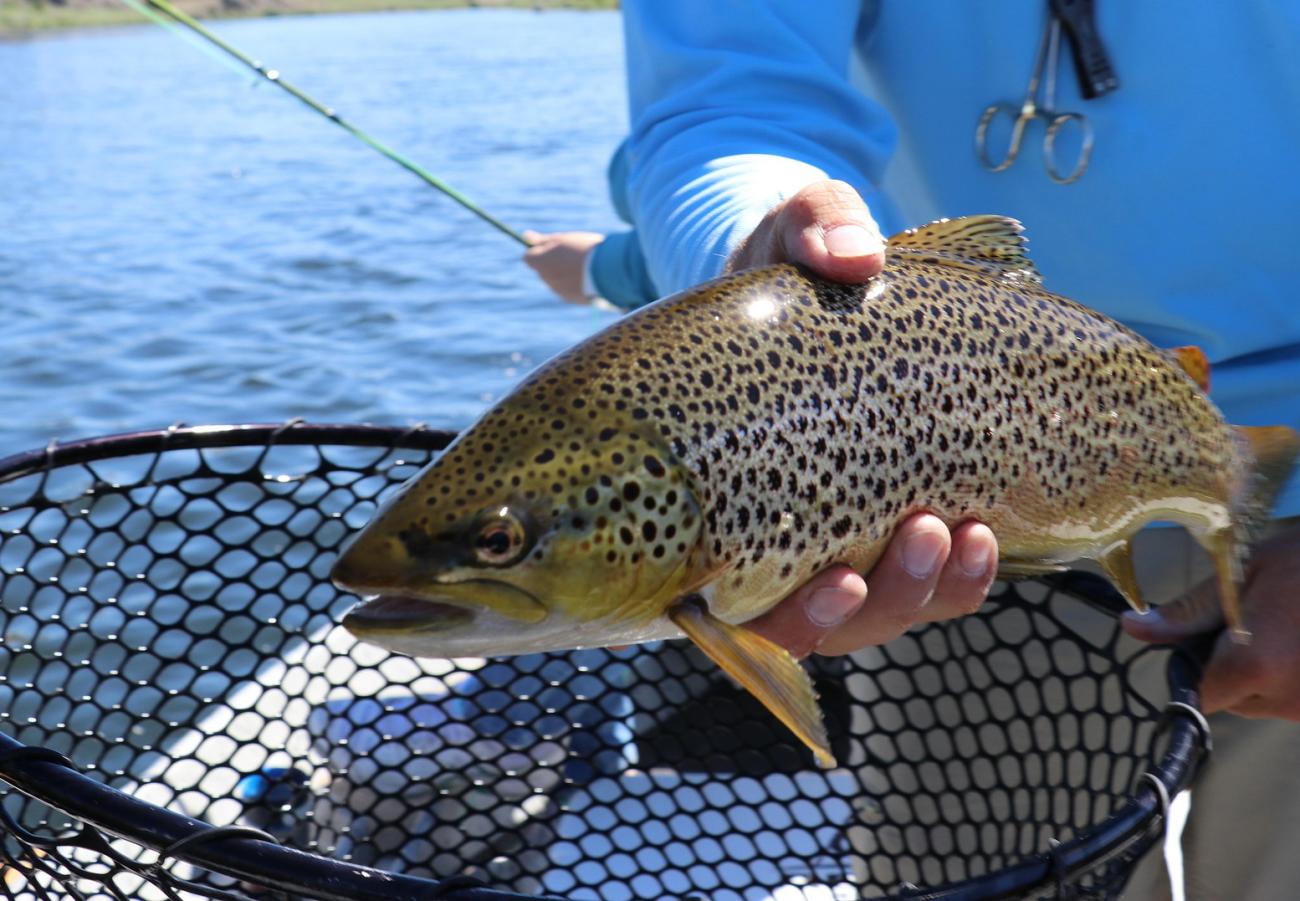 Seeforelle, Felchen & Co.: Ein kulinarisches Portrait der Bodenseefische