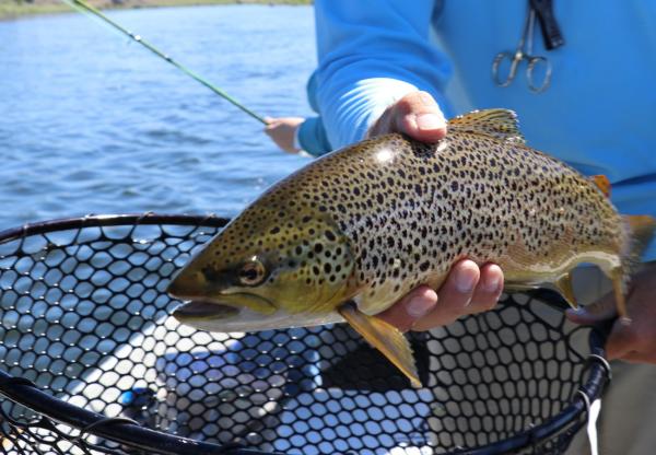 Seeforelle, Felchen & Co.: Ein kulinarisches Portrait der Bodenseefische