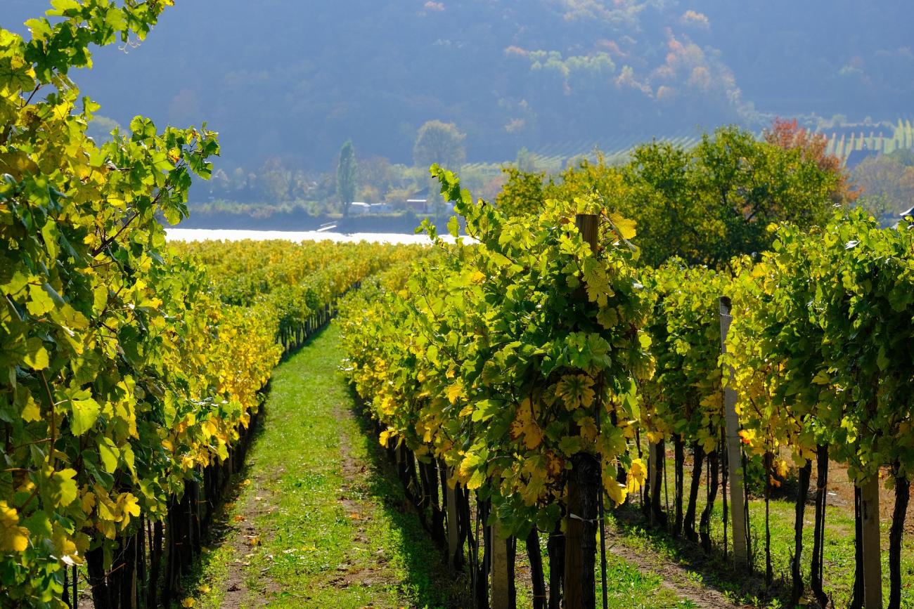 Die Weinregion Bodensee: Vom Müller-Thurgau bis zum Spätburgunder