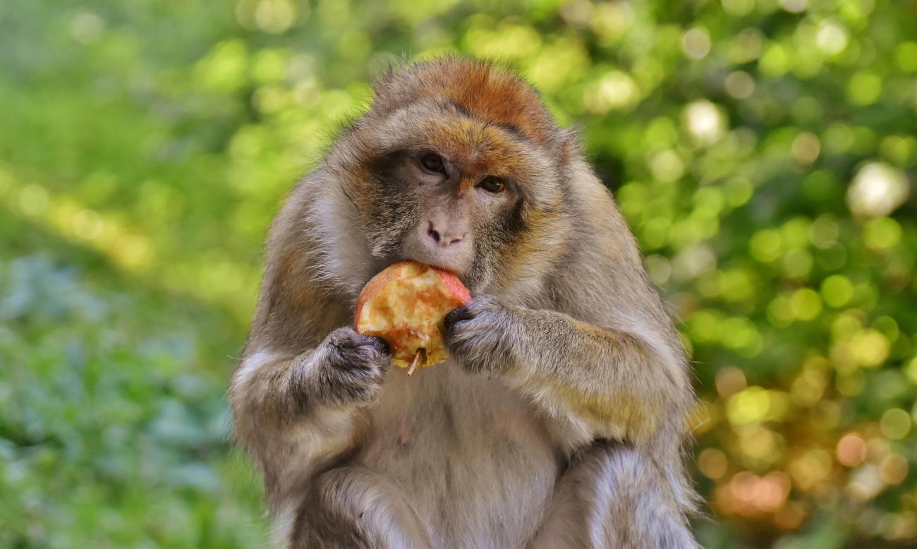 Affenberg Salem: Ein Wald mit 200 Berberaffen mitten im Badischen