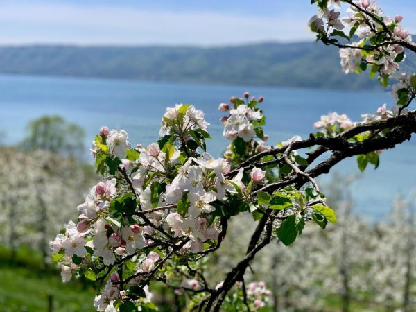 Blütenzauber am Bodensee: Wenn die Obstblüte die Region in Weiß taucht