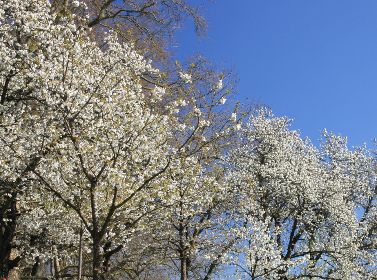 Blütenzauber am Bodensee: Wenn die Obstblüte die Region in Weiß taucht
