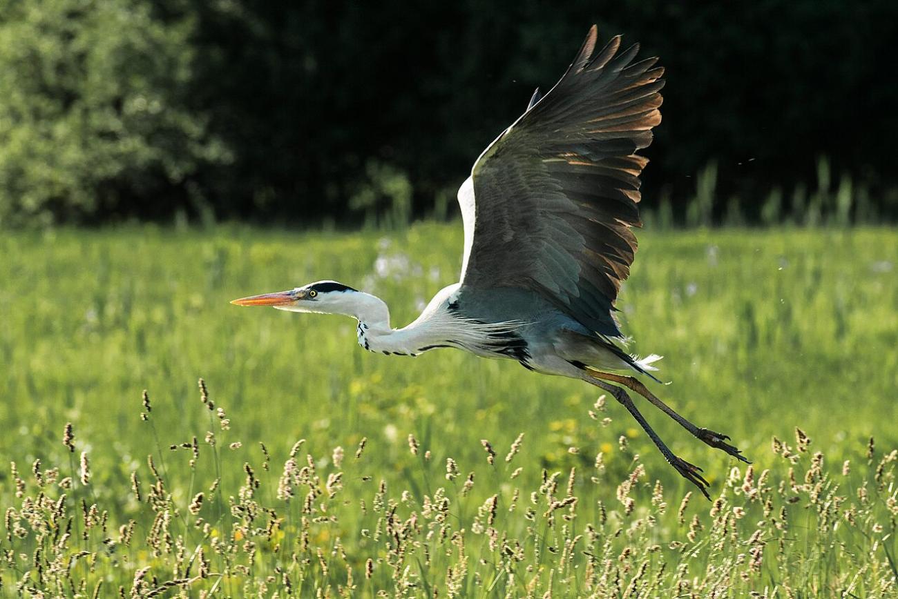 Das Wollmatinger Ried: Europas größtes Feuchtgebiet am Bodensee