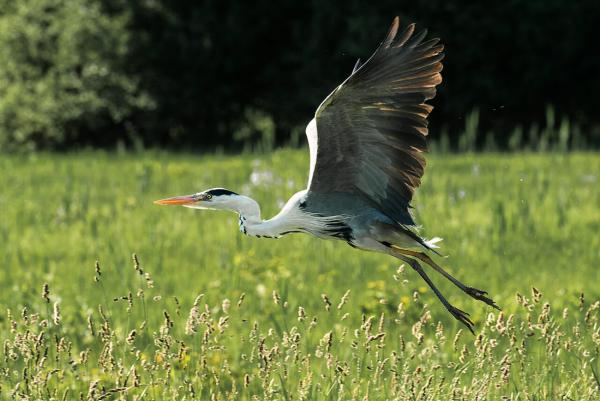 Das Wollmatinger Ried: Europas größtes Feuchtgebiet am Bodensee